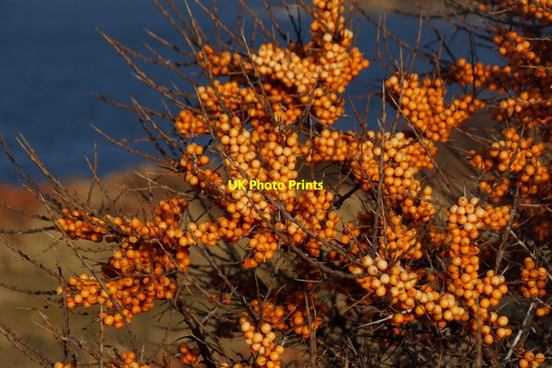 Photo 6"x4" Sea Buckthorn (‎Hippophae rhamnoides) berries, Gullane Bents Gullane c2016
