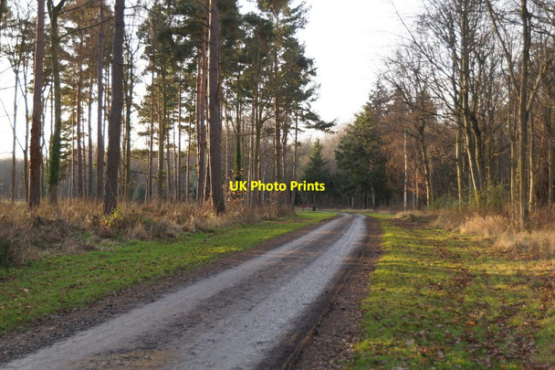 Photo 6"x4" Track from the King's Gate, Dalkeith Country Park Dalkeith\/NT3467 c2016