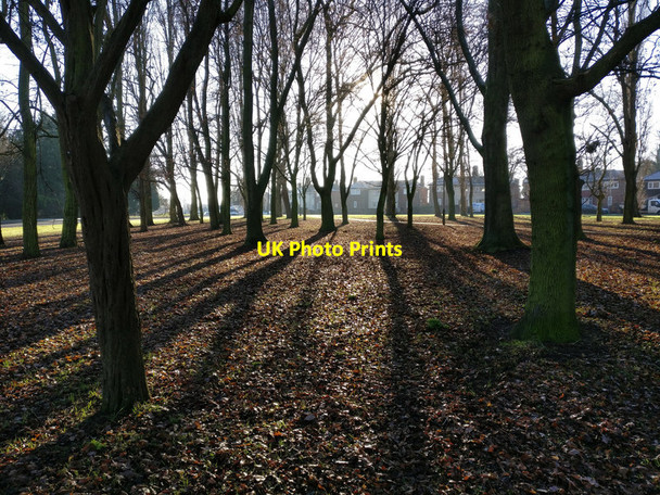 Photo 6"x4" Trees on the Cort Crescent roundabout Braunstone c2016