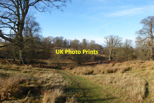 Photo 6"x4" Deer park at Knole Sevenoaks c2016