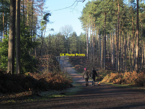 Photo 6"x4" Straight path in Delamere Forest Hatchmere c2016