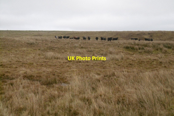 Photo 6"x4" Cattle off Tofthouse Road Bluestone Edge c2016