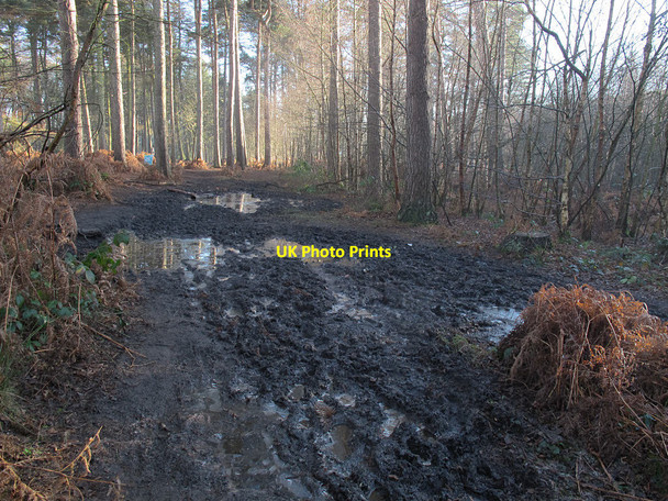 Photo 6"x4" Muddy patch in Delamere Forest Hatchmere c2016