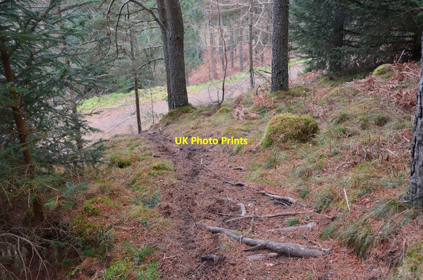 Photo 6"x4" Path, Cademuir Forest Peebles\/NT2540 c2016