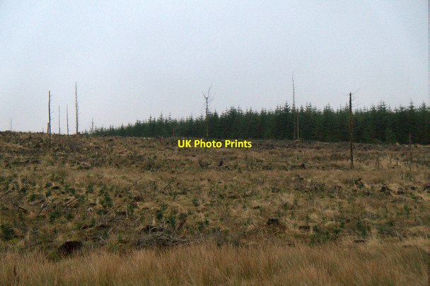 Photo 6"x4" Cleared forestry, Tweedhopefoot Rig Smid Hope Burn c2017