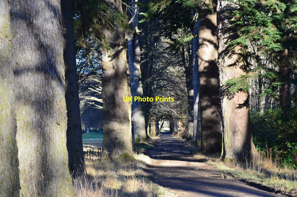 Photo 6"x4" Avenue of conifers, The Glen Larch Wood\/NT2932 c2017