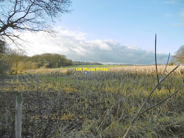 Photo 6"x4" Aughton, maize patch Aughton\/SU2356 c2017