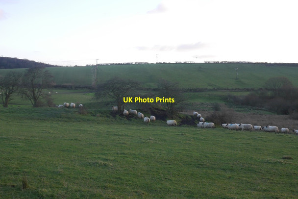 Photo 6"x4" Sheep near Kirkintilloch Rosebank\/NS6773 c2017