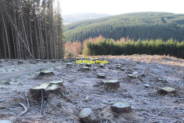 Photo 6"x4" Tree stumps on Tower Rig Mailingsland c2017