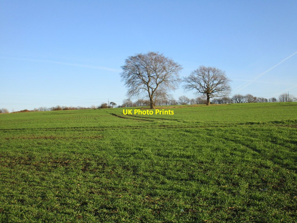 Photo 6"x4" Isolated trees near Ryhill Ryhill c2017