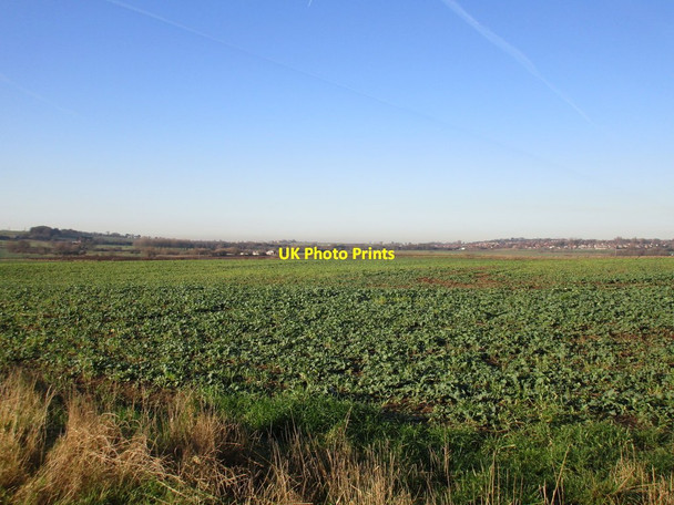Photo 6"x4" Field of oilseed rape Pontefract c2017