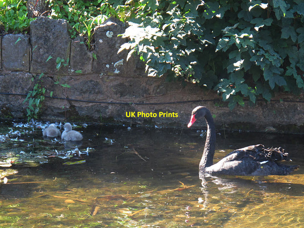 Photo 6"x4" Black swan with cygnets, Dawlish Water Dawlish c2016