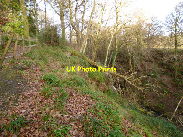 Photo 6"x4" Fallen tree in Daff Glen Inverkip c2016