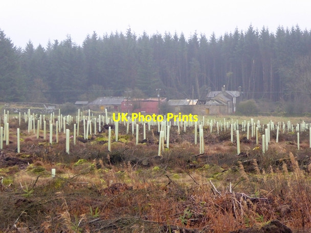 Photo 6"x4" Tuley tubes in  Wark Forest Hindleysteel c2017