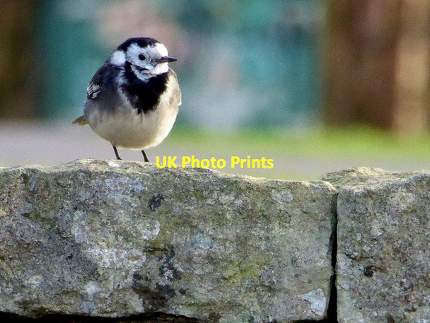Photo 6"x4" Pied wagtail, Omagh Omagh c2017