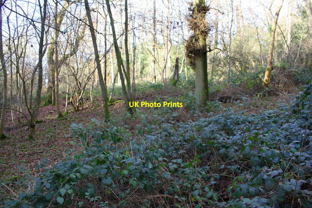 Photo 6"x4" Woodland on north side of Bottom Lane Checkendon c2017