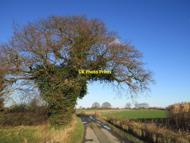 Photo 6"x4" Ivy covered tree North Duffield c2017