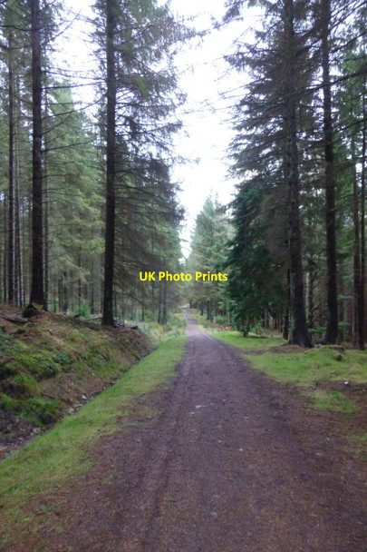 Photo 6"x4" Forest track Thrunton c2017