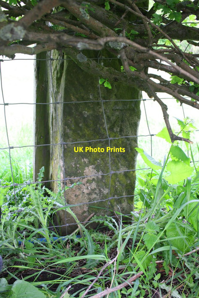 Photo 6"x4" Benchmarked gatepost in hedge beside A6108 at Thorpe Under Stone Clints\/NZ1000 c2016