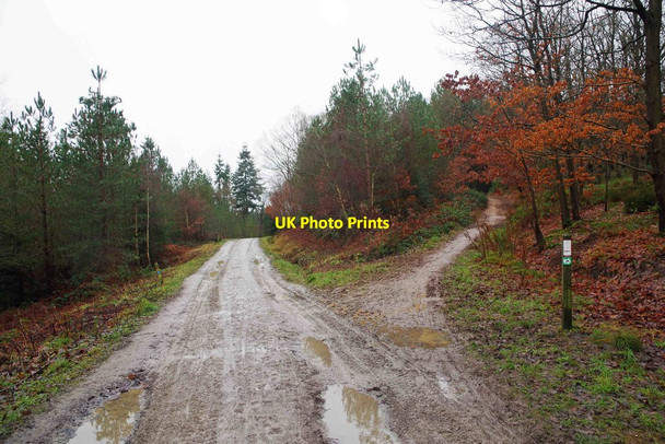 Photo 6"x4" Junction of forestry road and track in the Wyre Forest, near Callow Hill, Worcs Long Bank\/SO7674 c2017