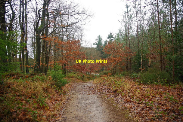 Photo 6"x4" Track in Wyre Forest, near Callow Hill, Worcs Long Bank\/SO7674 c2017