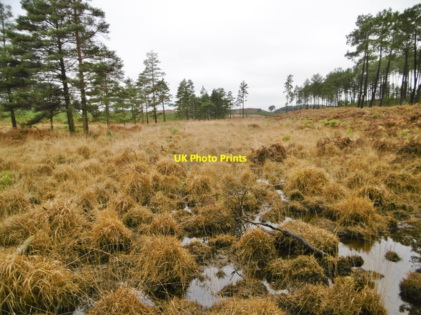 Photo 6"x4" Morden, wet heathland Sherford\/SY9193 c2017