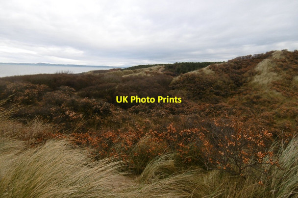 Photo 6"x4" Buckthorn, Gullane Bents Gullane c2017