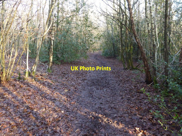 Photo 6"x4" Track on Henfield Common looking east Nep Town c2017