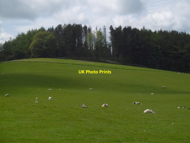 Photo 6"x4" View towards Harborough Plantation Ilderton c2016