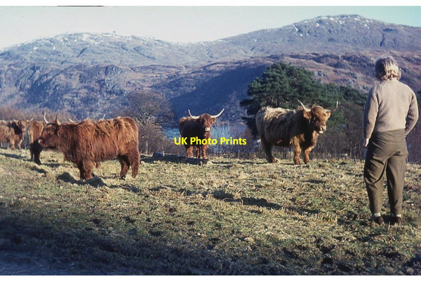 Photo 6"x4" Highland cattle at home above Loch Lomond Inveruglas c1965