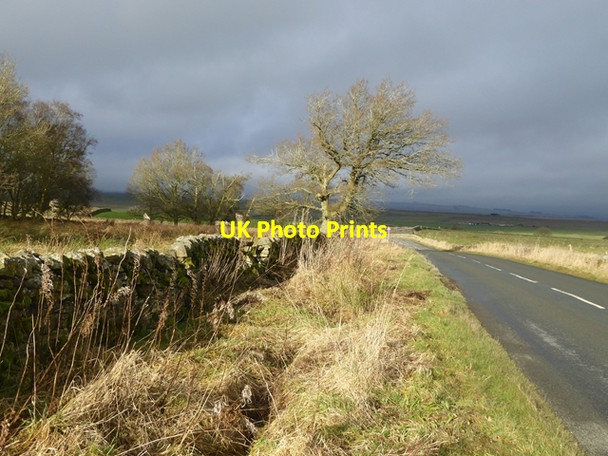 Photo 6"x4" Tree beside the road to Cotherstone Bowes\/NY9913 c2017