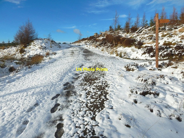 Photo 6"x4" A junction of paths Arden\/NS3684 c2017