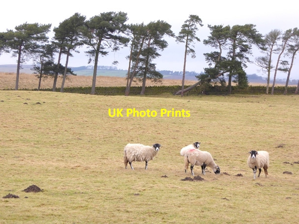 Photo 6"x4" Sheep and Scots Pines near the Butter Stone Cotherstone c2017 P1
