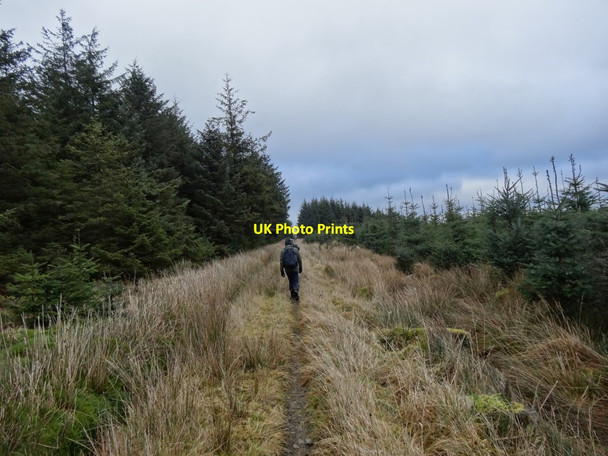 Photo 6"x4" Forest Track above Chirdon Head Smales Burn c2017