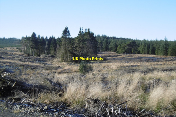 Photo 6"x4" Greenhill Wood Sinclairston c2017