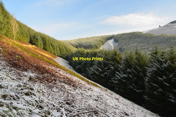 Photo 6"x4" Steep slope below Shieldgreen Kipps, Glentress Forest Mailingsland c2017