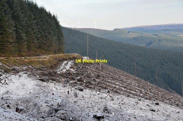 Photo 6"x4" Leithenwater Forest above Huthope Burn Williamslee c2017
