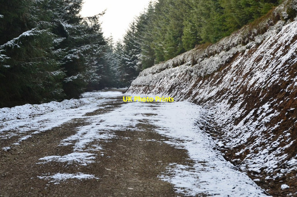 Photo 6"x4" Forest road on Lamb Law Williamslee c2017