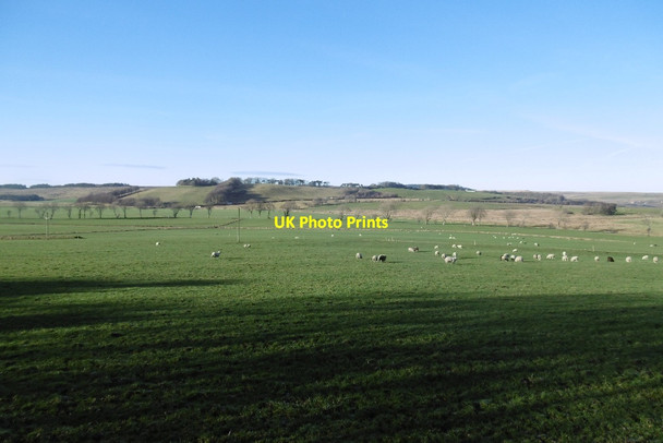 Photo 6"x4" Field, Burnside Burnside\/NS5811 c2017