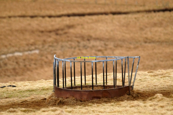 Photo 6"x4" Sheep feeder at Houlland, Baliasta Baliasta\/HP6009 c2017