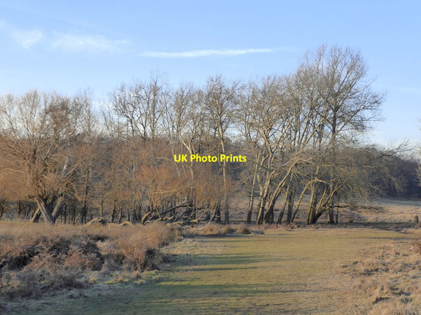 Photo 6"x4" Lower Pen Pond Plantation in January (1) Richmond\/TQ1874 c2017