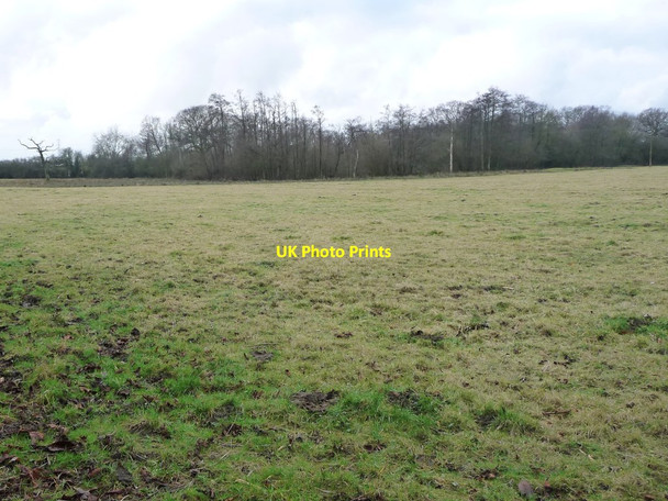 Photo 6"x4" Woodland surrounding ponds, off Springs Lane Bickerton\/SE4550 c2017