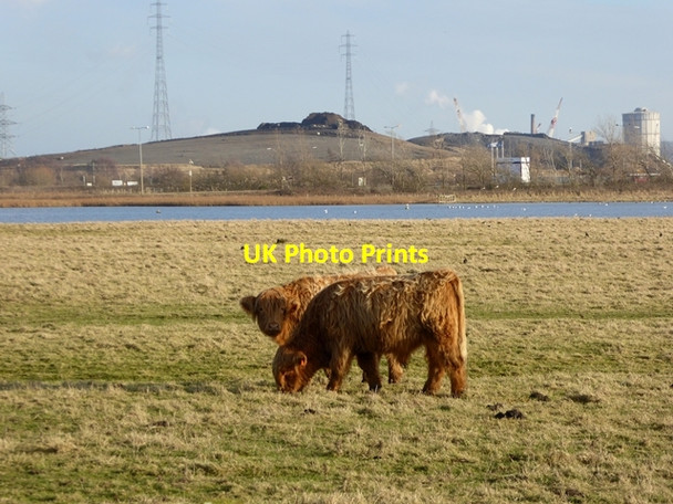 Photo 6"x4" Two Highland bullocks at RSPB Saltholme Bird Reserve Port Clarence c2017