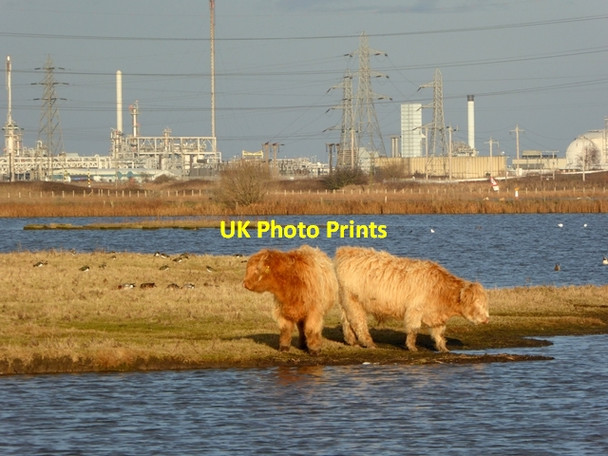 Photo 6"x4" Two Highland bullocks at RSPB Saltholme Bird Reserve Port Clarence c2017