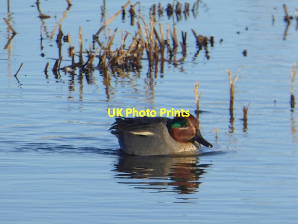Photo 6"x4" Teal at RSPB Saltholme Bird Reserve Cowpen Bewley c2017