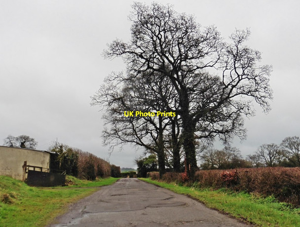 Photo 6"x4" Bugway Lane Chard Junction c2017