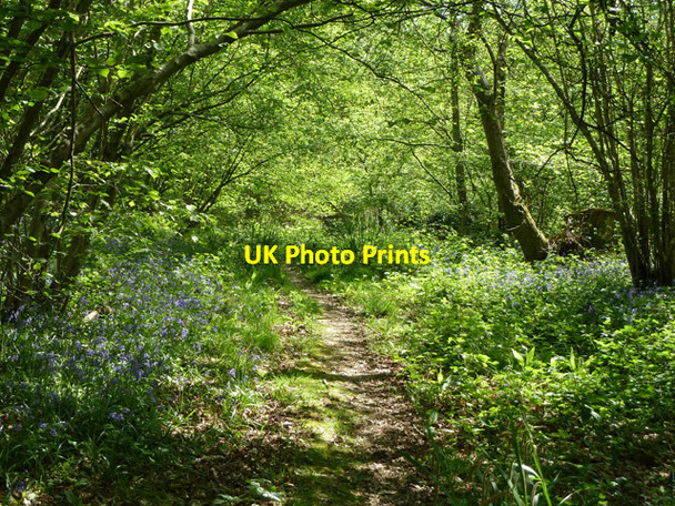 Photo 6"x4" Woodland path, Grub Copse Ellen's Green c2011