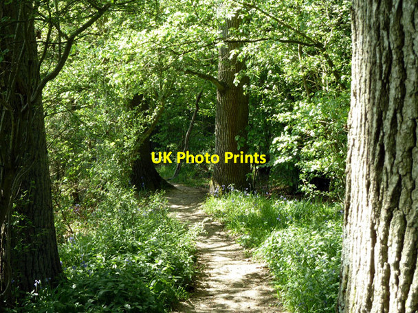 Photo 6"x4" Footpath 1396, Rudgwick Cox Green\/TQ0934 c2011