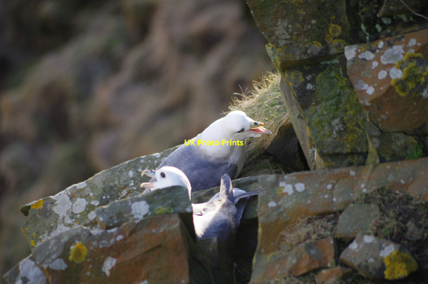 Photo 6"x4" Fulmars - Sumburgh Head Grutness c2017 P1