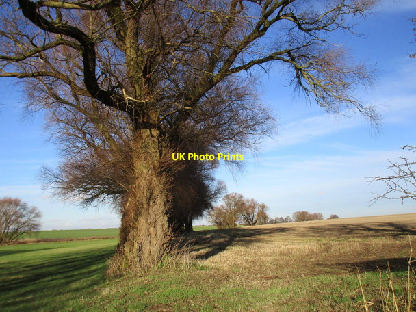 Photo 6"x4" Trees off Ings Lane Ellerton\/SE7039 c2017